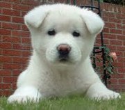 Akita Puppies for adoption