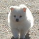 Pomeranian puppy for FREE!!!