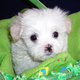 Beautiful maltese puppy for FREE!!!
