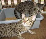 Savannah F1, 2 and 3, Ocelot, Cheetah, Margay,  Bengal and Safari kittens f