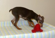 Lovely Miniature Pinscher Puppies Available Now