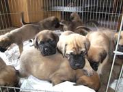  4 Gorgeous Mastiff Puppies For  Adoption