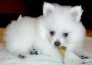 f Pomeranian Puppies For Sale