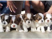 SUE SHIH TZU puppies For Adoption