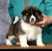 Akita Puppies For Sale we have black and white