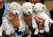 white baby lion cub in need of a home