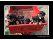 READY NOW.Male and Female Rottweiler puppies. 11weeks old