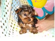 lovely yorkie puppies for re homing