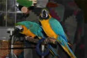 2 blue and gold macaws