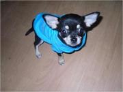 cute chihuahua for re homing