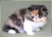 Good Looking  Persian Kitten Available Now