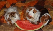 3 Super Cute Male Guinea Pigs Need Rehoming ASAP.Supplies Are Included