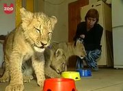 Both male and female Feline white lion,  Cheetah cubs and tiger cubs 
