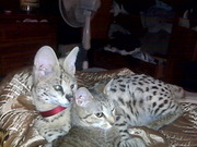 From licensed servals,  caracals,  F1-F6 Savannah kittens,  ocelot kitten