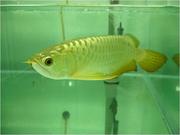 Best Quality Super red and many others Arowanas fish for Auction sale
