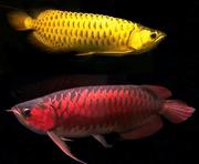   TOP QUALITY SUPER RED AROWANA FISH AND MANY OTHERS FOR SALE.