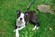 super cute boston terrier for adoption