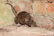 How to Get Rid of Rats in Attic