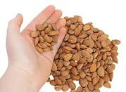 Apricot seeds 4 LB - Hunza Gold