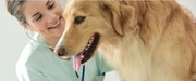 Looking for Financial Veterinary Services in California?