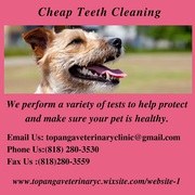 Dental cleaning for pets | Topangaveterinaryc