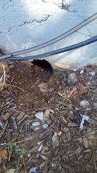 Done Right Rodent Proofing Novato CA
