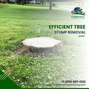 Expert Tree Stump Removal Services in San Diego