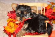 Outsanding teacup yorkie puppies for adoption