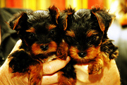 Affectionate Val's day yorkie puppies for free adoption