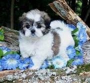 Oustanding  Maltese Puppies for adoption