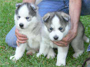 ADORABLE SIBERIAN HUSKY PUPPIES FOR for adoption