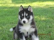 KC Reg Siberian Husky Puppies for Adoption