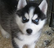 siberian husky puppies with blue eyes