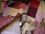 Adorable Baby Capuchin Monkeys 