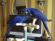 Adorable Hyacinth Macaw Birds For Sale.