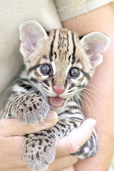 Savannah ,  Serval ,  Margay and Ocelot kittens for sale