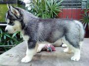 Awesome Siberian husky Puppies For Adoption