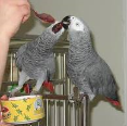 African Grey Parrot Both Male and Female