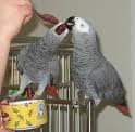 African Grey Parrot for addoption