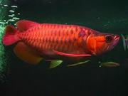  X-Mas Red Asian Arowana fishes for sale at a discount ($250)