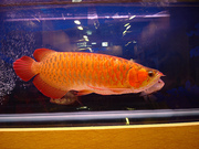 SUPER RED AND CHILI RED AROWANAS FOR SALE