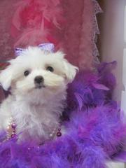 TWO CUTE TEACUP MALTESE PUPPIES FOR X-MAS