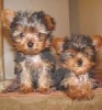 Christmas Top Quality Teacup Yorkie Puppies For Adoption!