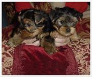 Lovely yorkie puppies ready to go for adoption