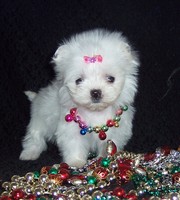 CUTE AND LOVING MALTESE FOR FREE ADOPTION
